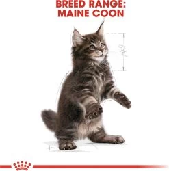 Royal Canin Maine Coon Kitten - Kattenvoer - 4 Kg 23 Royal Canin Maine Coon Kitten - Kattenvoer - 4 Kg -Dierenwinkel 1186x1200 1