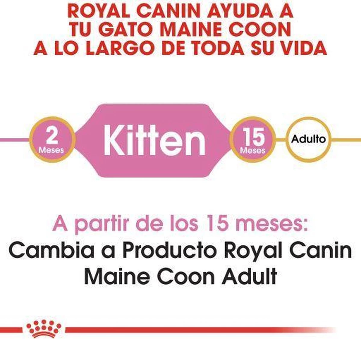 Royal Canin Maine Coon Kitten - Kattenvoer - 4 Kg 6 Royal Canin Maine Coon Kitten - Kattenvoer - 4 Kg - Afbeelding 4