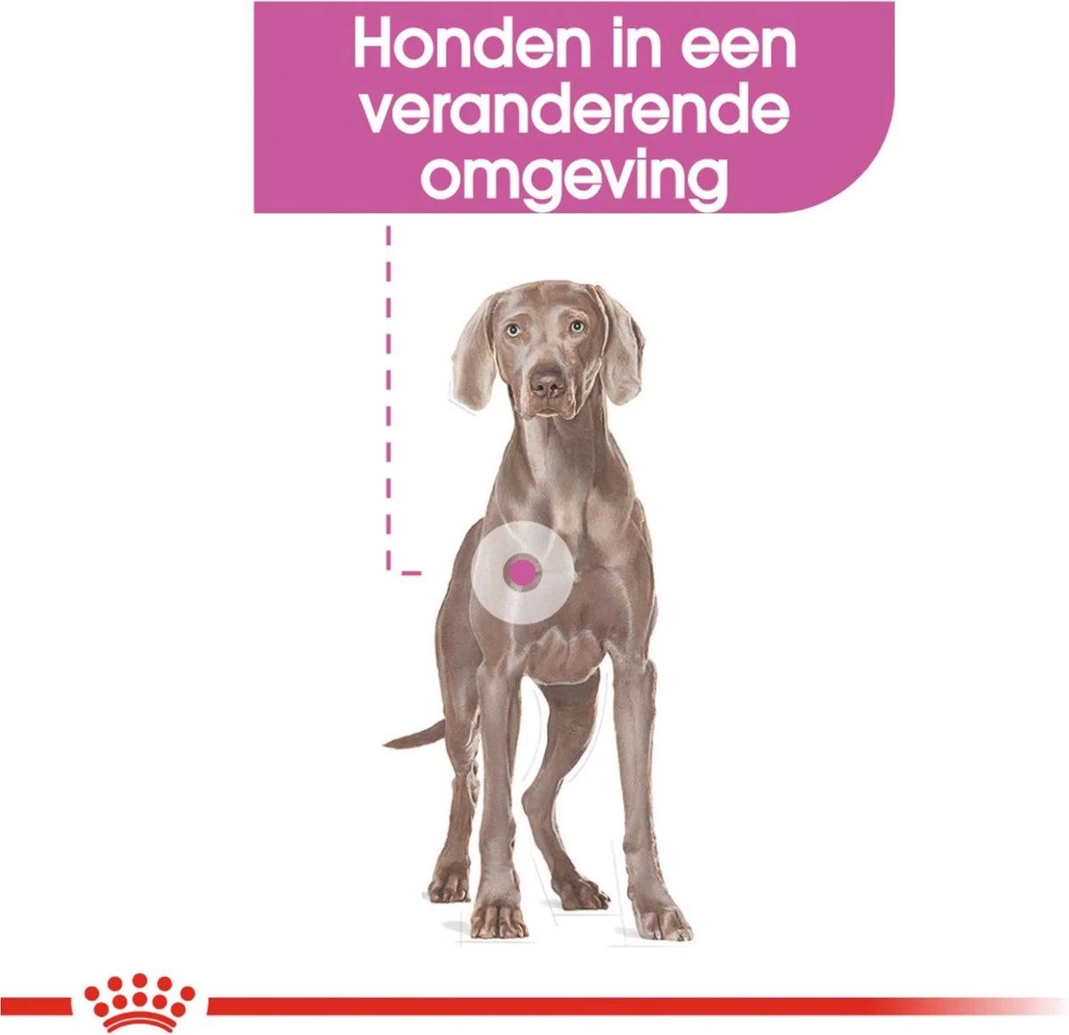 Royal Canin Ccn Relax Care Maxi - Hondenvoer - 9 Kg 4 Royal Canin Ccn Relax Care Maxi - Hondenvoer - 9 Kg - Afbeelding 2