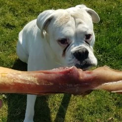 Topdiervoeding Runderkophuid Hondensnacks - Vers Gedroogd - 30cm - 1000 Gram 9 Topdiervoeding Runderkophuid Hondensnacks - Vers Gedroogd - 30cm - 1000 Gram -Dierenwinkel 1200x1200 136