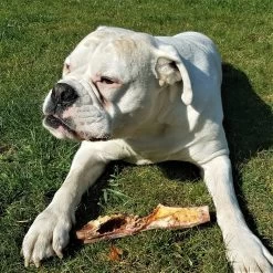 Topdiervoeding Runderkophuid Hondensnacks - Vers Gedroogd - 30cm - 1000 Gram 10 Topdiervoeding Runderkophuid Hondensnacks - Vers Gedroogd - 30cm - 1000 Gram -Dierenwinkel 1200x1200 137