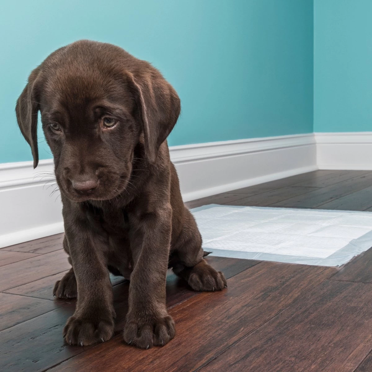 Topmast Puppy Pads - Voordeelpak - 60 X 45 Cm - Training Pads - Zindelijkheidstraining - 100 Stuks 4 Topmast Puppy Pads - Voordeelpak - 60 X 45 Cm - Training Pads - Zindelijkheidstraining - 100 Stuks - Afbeelding 2