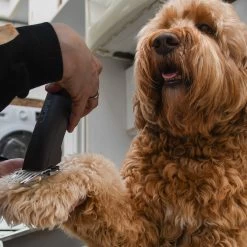 Clipr Ultimate 2-speed Hondentondeuse Op Accu -Dierenwinkel 1200x1200 175