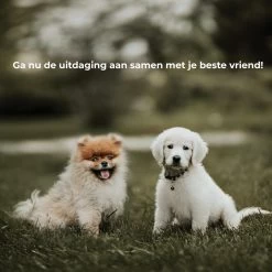 AYOO Agility Voor De Hond - Honden Training - Honden Behendigheid Set - Hondenparcours - Training Huisdieren - Honden Agility Set - Slalom - Horde - Draagzak - Agility Set - Oranje - Wit - GRATIS Speeltouw -Dierenwinkel 1200x1200 251