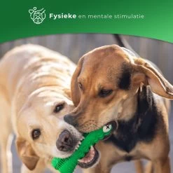 Tandenborstel Hond Melk Geur Smaak En Piep Honden Speelgoed Dog Toy - Krokodil Groen - Dutchwide 15 Tandenborstel Hond Melk Geur Smaak En Piep Honden Speelgoed Dog Toy - Krokodil Groen - Dutchwide -Dierenwinkel 1200x1200 344
