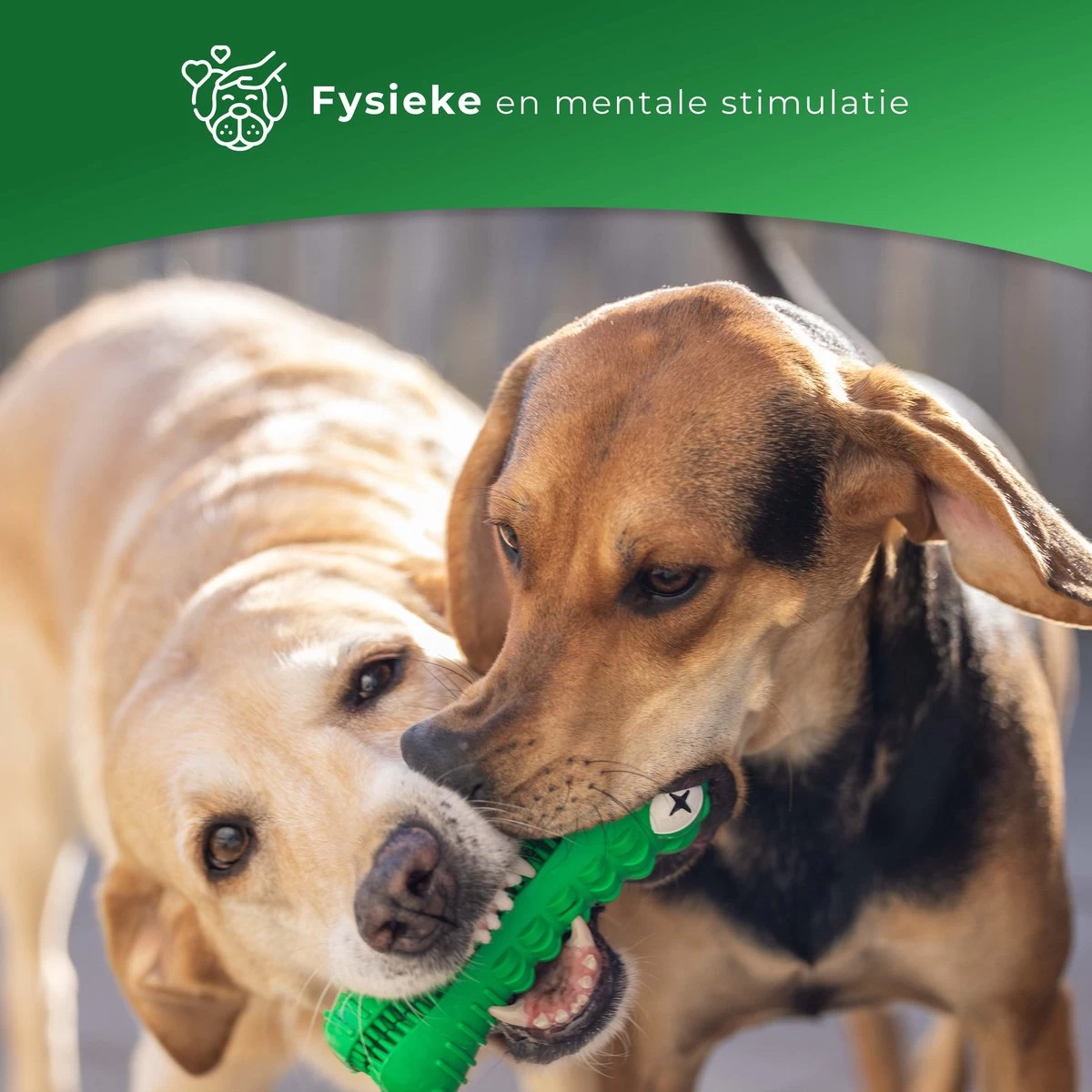 Tandenborstel Hond Melk Geur Smaak En Piep Honden Speelgoed Dog Toy - Krokodil Groen - Dutchwide 6 Tandenborstel Hond Melk Geur Smaak En Piep Honden Speelgoed Dog Toy - Krokodil Groen - Dutchwide - Afbeelding 4