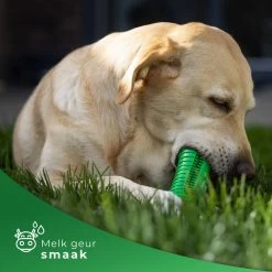 Tandenborstel Hond Melk Geur Smaak En Piep Honden Speelgoed Dog Toy - Krokodil Groen - Dutchwide 16 Tandenborstel Hond Melk Geur Smaak En Piep Honden Speelgoed Dog Toy - Krokodil Groen - Dutchwide -Dierenwinkel 1200x1200 345