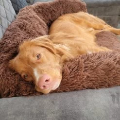 Origineel Hondendeken Voor Bank– Hondenkleed Fluffy – Pluche Hondenbed - Hondenmand Premium - Volledig Afritsbaar 17 Origineel Hondendeken Voor Bank– Hondenkleed Fluffy – Pluche Hondenbed - Hondenmand Premium - Volledig Afritsbaar -Dierenwinkel 1200x1200 404