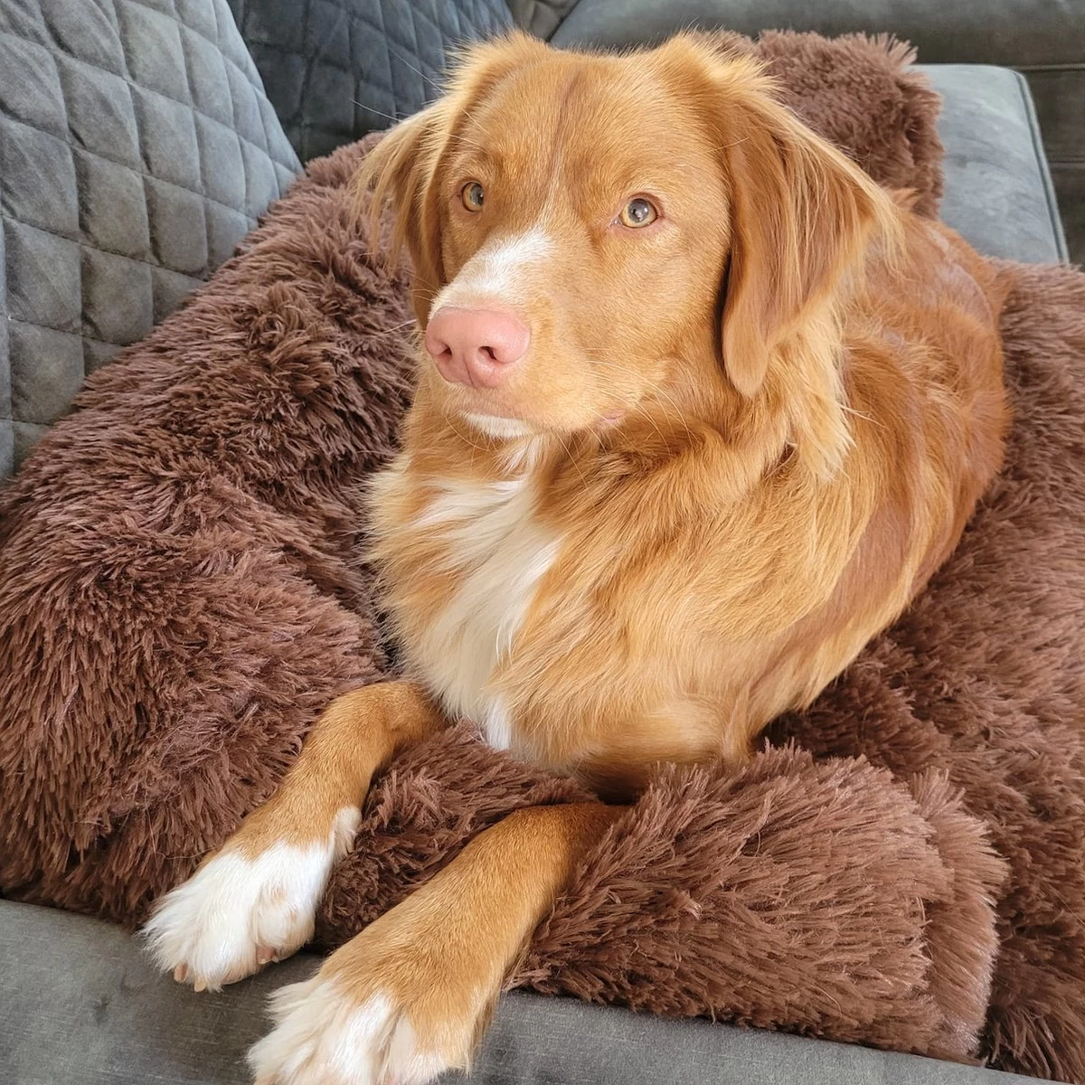 Origineel Hondendeken Voor Bank– Hondenkleed Fluffy – Pluche Hondenbed - Hondenmand Premium - Volledig Afritsbaar 11 Origineel Hondendeken Voor Bank– Hondenkleed Fluffy – Pluche Hondenbed - Hondenmand Premium - Volledig Afritsbaar - Afbeelding 9