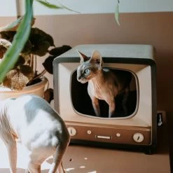District 70 TELLY - Retro TV Krabmeubel - Instagrammable Kartonnen TV Voor Katten - 39 X 27 X 37 Cm 22 District 70 TELLY - Retro TV Krabmeubel - Instagrammable Kartonnen TV Voor Katten - 39 X 27 X 37 Cm -Dierenwinkel 1200x1200 597
