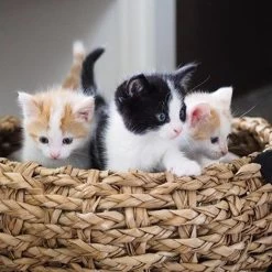 District 70 COCOON - Luxe Hondenmand Van Duurzaam Hoogwaardig Riet Met Zacht Kussen - Maten S/M/L - Large -Dierenwinkel 1200x1200 96