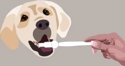 Aedogz Tandsteen Verwijder Spons Hond & Kat - Verwijdert Tandsteen, Aanslag En Vlekken - Verfrist De Adem Voorkomt Tandvleesproblemen. -Dierenwinkel 1200x632