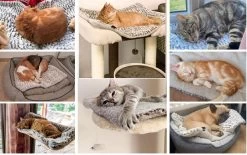 Merkloos Zelfverwarmende Dierendeken Zonder Stroom Thermo Deken Hond Kat Inclusief Adreslabel 70 X 47 Cm -Dierenwinkel 1200x751 2