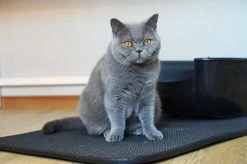 Merkloos Tastelio XXL Kattenbakmat 75x55cm - Groot Kattenbak Mat Met Innovatieve Honingraatstructuur - Dubbele Waterdichte Laag - Katten Bak Mat Met Eenvoudige Reiniging Grit Opvanger 21 Merkloos Tastelio XXL Kattenbakmat 75x55cm - Groot Kattenbak Mat Met Innovatieve Honingraatstructuur - Dubbele Waterdichte Laag - Katten Bak Mat Met Eenvoudige Reiniging Grit Opvanger -Dierenwinkel 1200x799 14