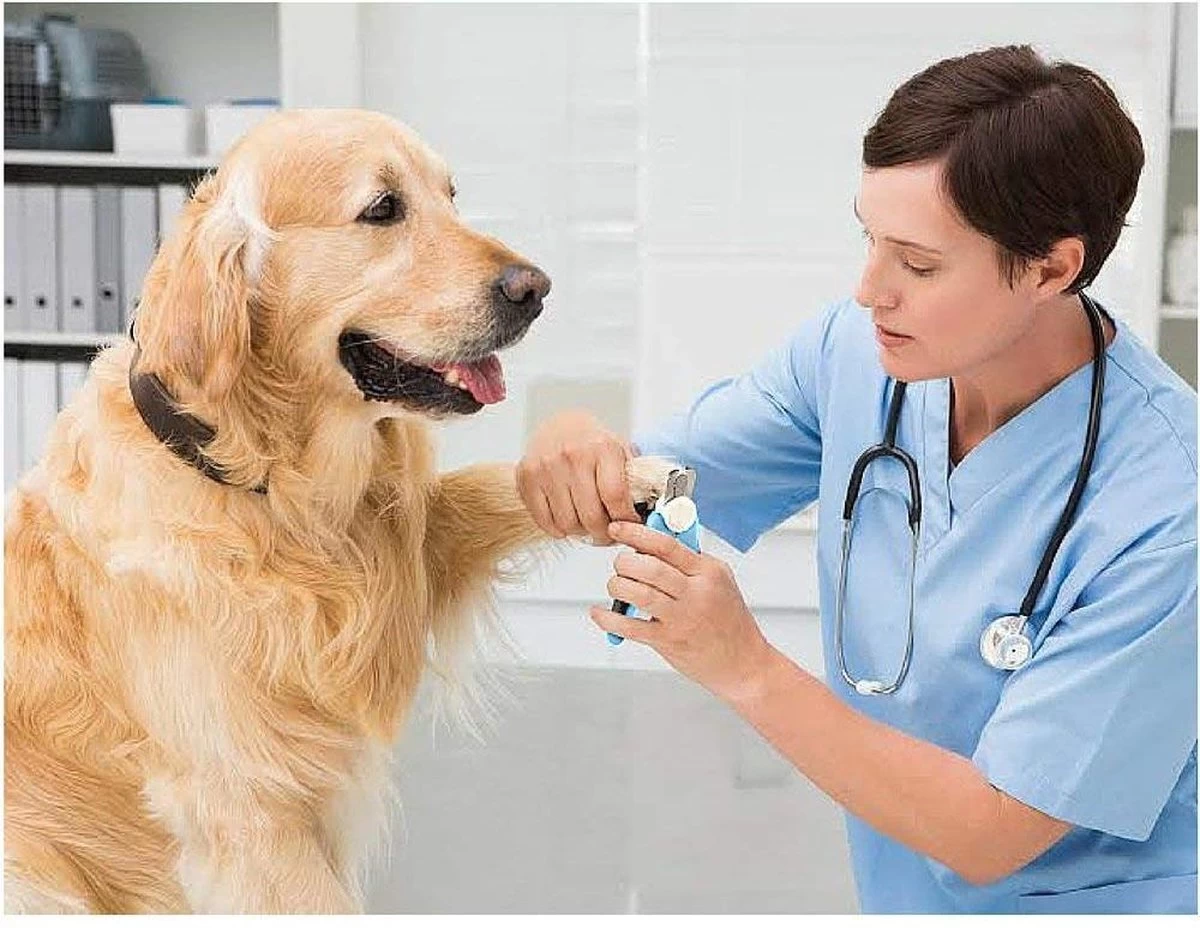 Woodoro Nagelknipper Nagelvijl Nagelschaar Voor Hond En Kat - Incl. Veiligheidsstop 7 Woodoro Nagelknipper Nagelvijl Nagelschaar Voor Hond En Kat - Incl. Veiligheidsstop - Afbeelding 5