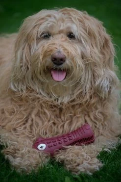 Tandenborstel Hond Melk Geur Smaak En Piep Honden Speelgoed Dog Toy - Krokodil Groen - Dutchwide 19 Tandenborstel Hond Melk Geur Smaak En Piep Honden Speelgoed Dog Toy - Krokodil Groen - Dutchwide -Dierenwinkel 800x1200 2