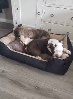 Hondenmand Cordura XXXL – Donkergrijs - 125 X 90 X 24 Cm 17 Hondenmand Cordura XXXL – Donkergrijs - 125 X 90 X 24 Cm -Dierenwinkel 892x1200