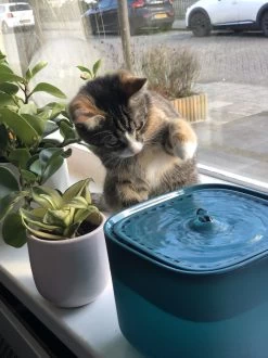 No Logo - 3L - Drinkfontein Voor Huisdieren, Water Fontein - Waterdispenser - Waterautomaat Drinkbakken 3L Voor Huisdieren Katten - Honden - Konijnen - Goud - Groen - Kattenfontein - Fontein - Drink - Bak - Drinkbak - Hond - Konijn - Kat - 2l - 1l - -Dierenwinkel 899x1200 8