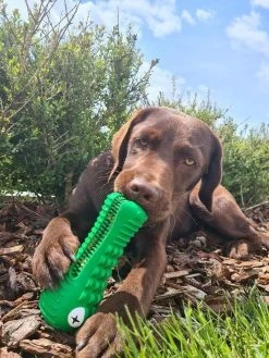Tandenborstel Hond Melk Geur Smaak En Piep Honden Speelgoed Dog Toy - Krokodil Groen - Dutchwide 20 Tandenborstel Hond Melk Geur Smaak En Piep Honden Speelgoed Dog Toy - Krokodil Groen - Dutchwide -Dierenwinkel 900x1200 10