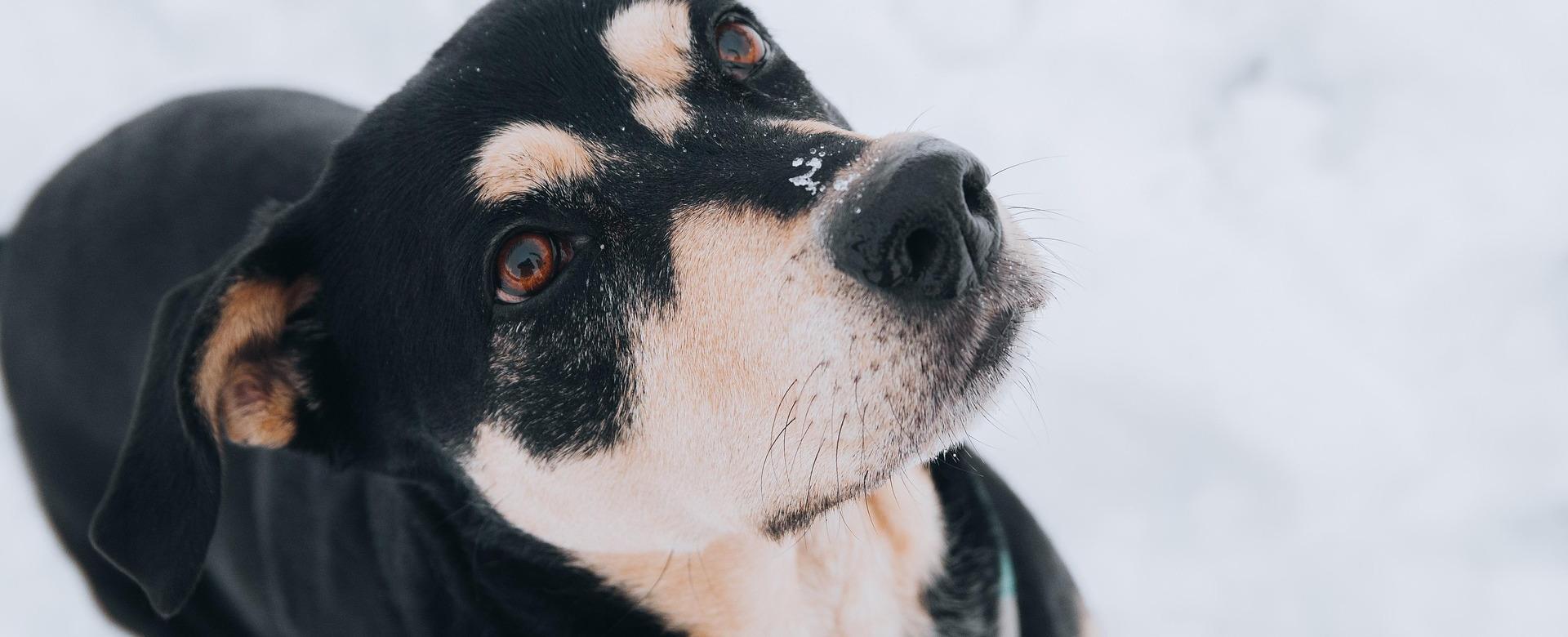 Dierenwinkel -Dierenwinkel animal 6870176 1920