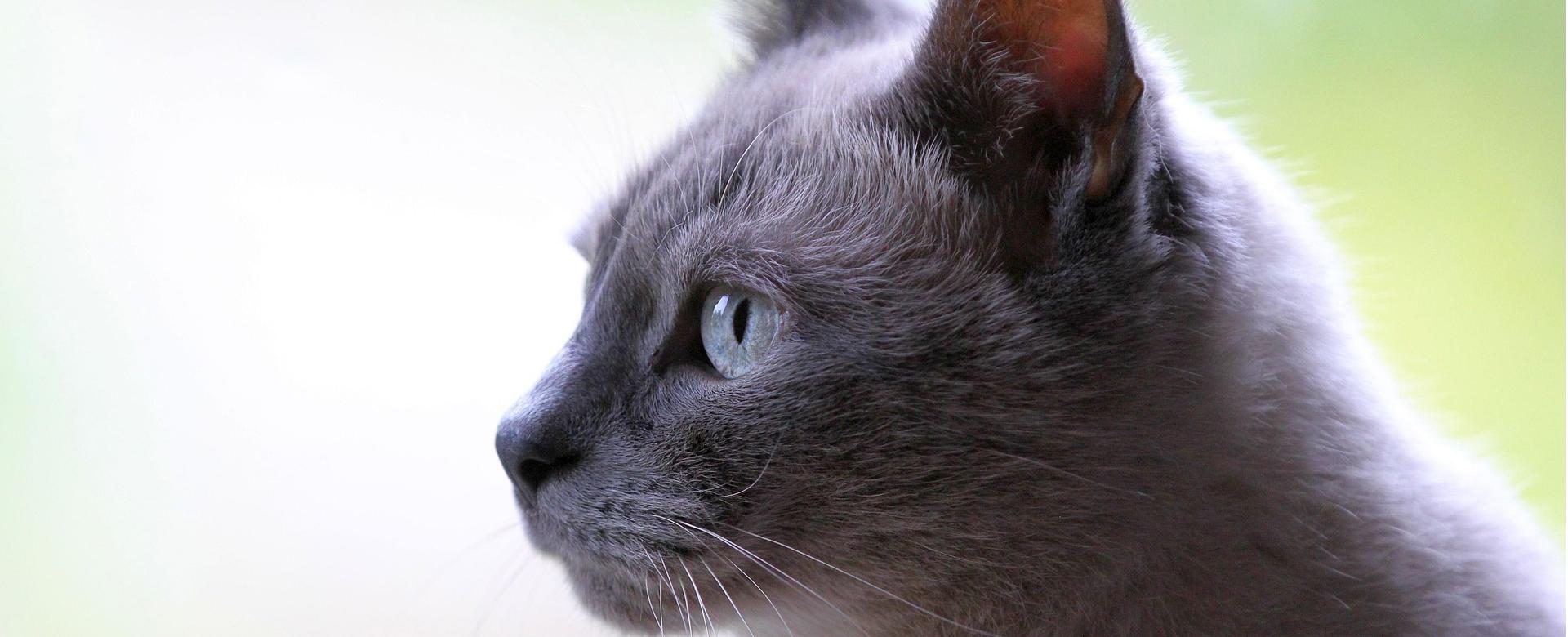 Dierenwinkel -Dierenwinkel cat 3261420 1920